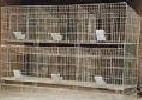 供应养殖笼具、鸽子笼、兔笼子、鸡笼、铁丝网、动物笼